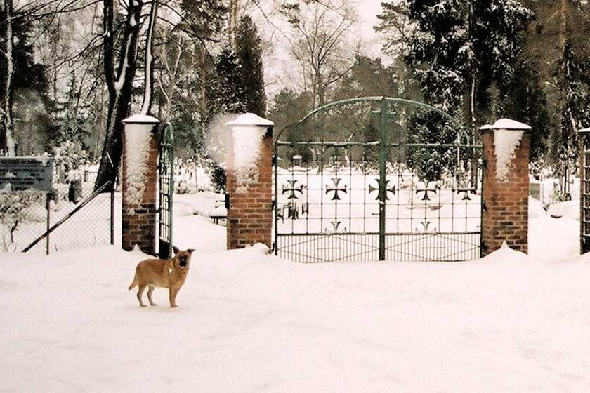 hund begraben tierfriedhof